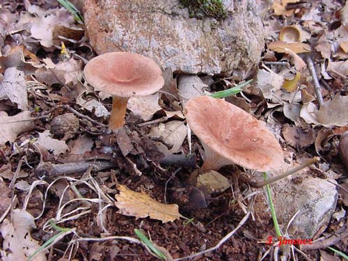 Clitocybe gibba